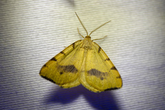 Macaria occiduaria
