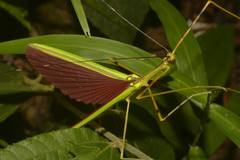Anarchodes annulipes
