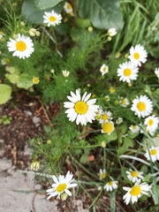 Tripleurospermum inodorum