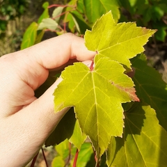 Acer rubrum