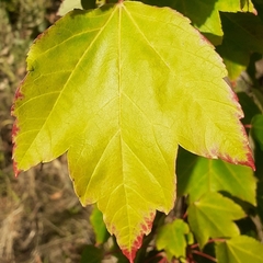 Acer rubrum