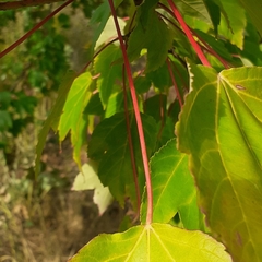 Acer rubrum