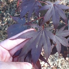 Acer palmatum
