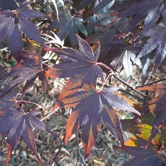 Acer palmatum