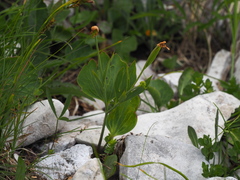 Ranunculus hybridus