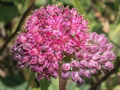 Hylotelephium telephium