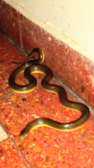 Paraphimophis rusticus