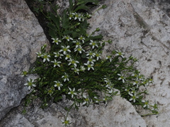 Moehringia ciliata