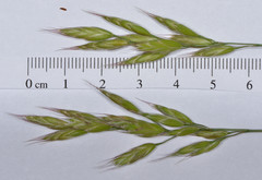 Bromus hordeaceus