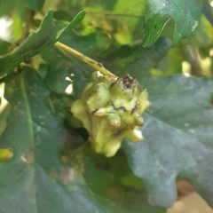 Andricus quercuscalicis