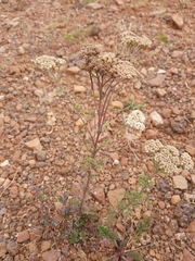 Achillea nobilis