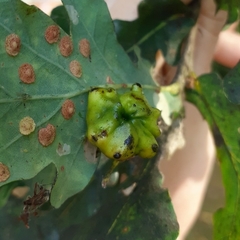 Andricus quercuscalicis