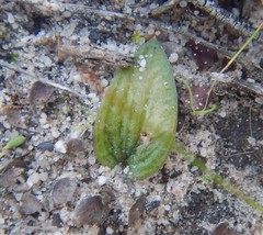 Eriochilus cucullatus