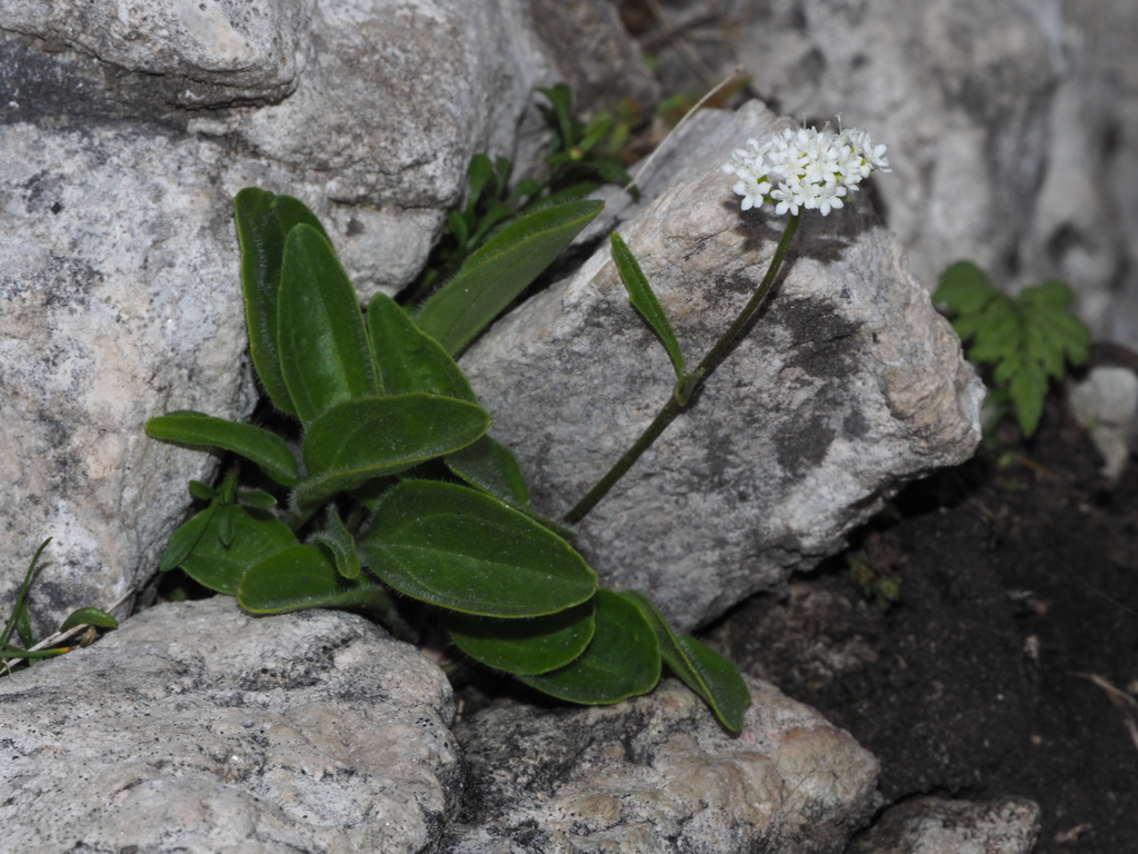 rock valerian