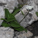 Rock Valerian - Photo (c) Giacomo Gola, some rights reserved (CC BY-NC), uploaded by Giacomo Gola