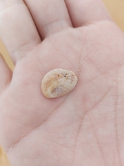 Bostrycapulus pritzkeri