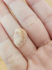 Bostrycapulus pritzkeri