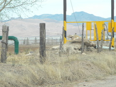 Otospermophilus variegatus