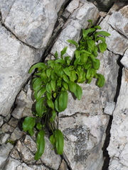 Valeriana saxatilis