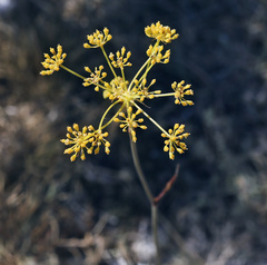 Peucedanum tauricum
