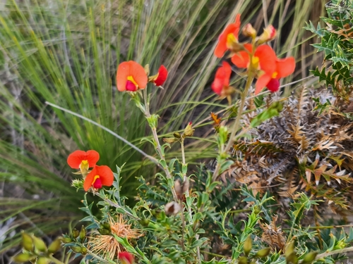 Image of Yellow-Eyed Flame Pea (Chorizema dicksonii) by (c) Cal Wood, some rights reserved (CC BY)