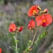 Yellow-eyed Flame Pea - Photo (c) Cal Wood, some rights reserved (CC BY), uploaded by Cal Wood