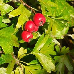 Crataegus