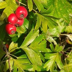 Crataegus