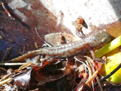 Ichthyosaura alpestris alpestris