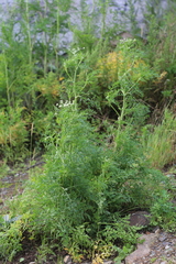 Cnidium dauricum