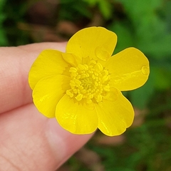 Ranunculus