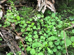 Jovellana repens