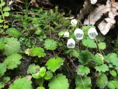 Jovellana repens
