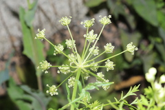 Cnidium dauricum