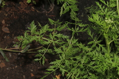 Cnidium dauricum