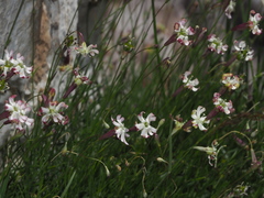 Silene saxifraga