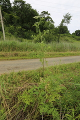Cnidium dauricum