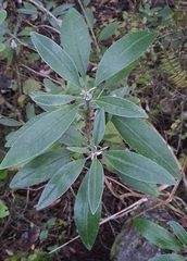 Brachyglottis laxifolia