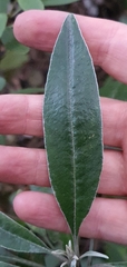 Brachyglottis laxifolia