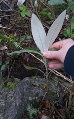 Brachyglottis laxifolia