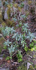 Brachyglottis laxifolia