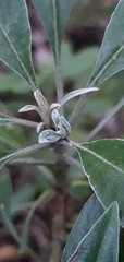 Brachyglottis laxifolia