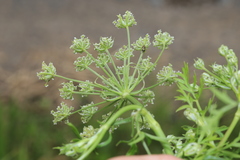 Cnidium dauricum