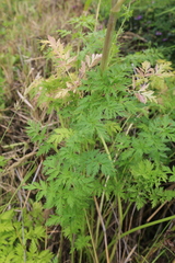 Cnidium dauricum