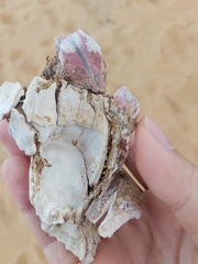 Megabalanus coccopoma