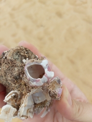 Megabalanus coccopoma