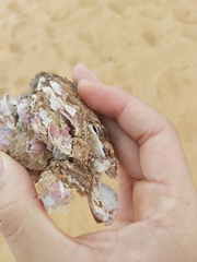 Megabalanus coccopoma