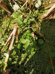 Halerpestes sarmentosa