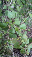 Plagianthus