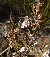 Rinzia ericaea